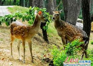 最新季节爆料鹿角,鹿角绽放,探寻鹿角生长的奥秘 第1张 最新季节爆料鹿角,鹿角绽放,探寻鹿角生长的奥秘 第1张